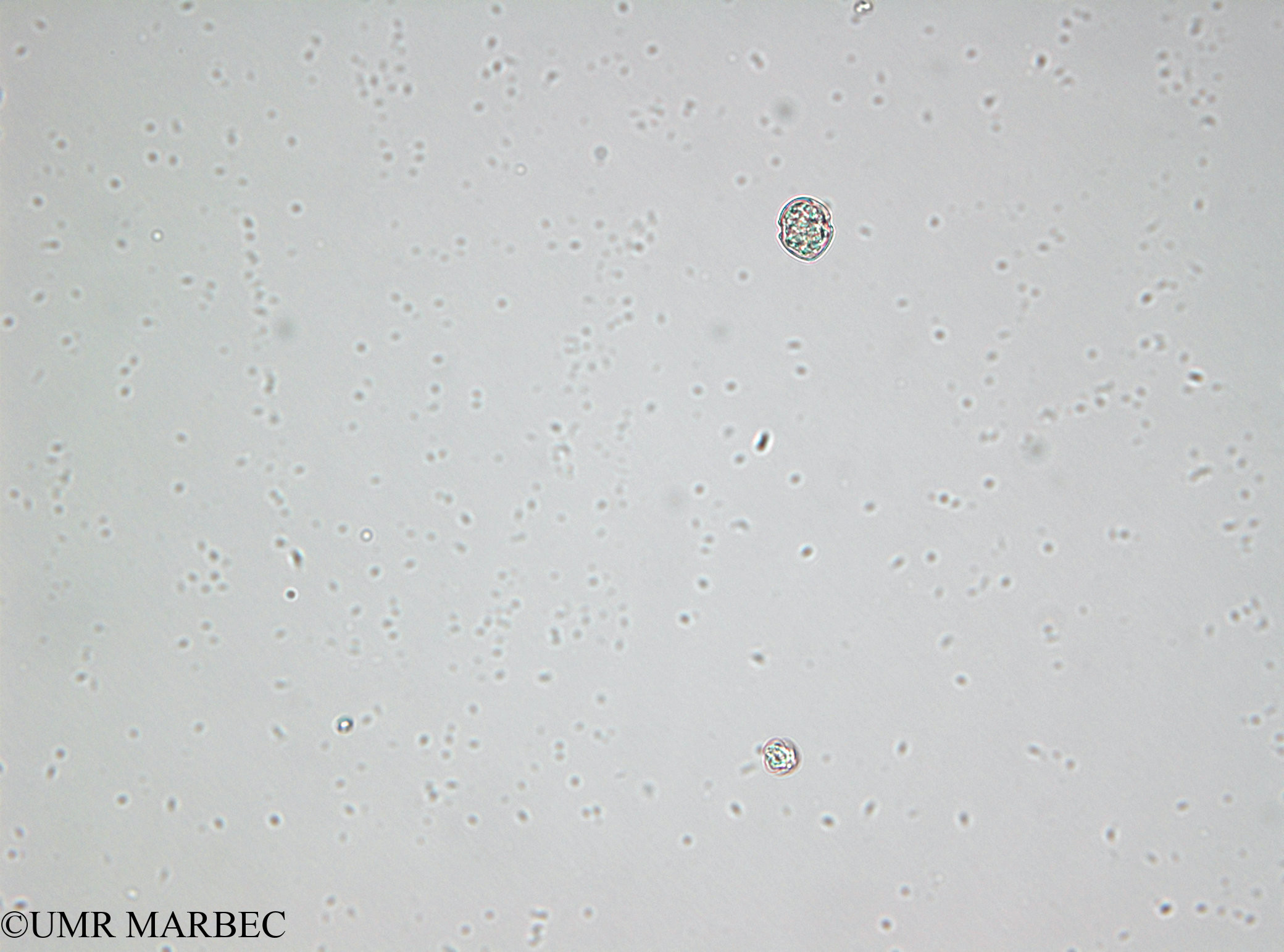 phyto/Bizerte/bizerte_lagoon/RISCO April 2014/Scrippsiella trochoidea (old Scrippsiella spp -sp2 cf trochoidea- 140730_003)(copy).jpg
